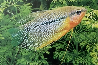 Trichogaster leeri ou gourami mosaïque mâle.